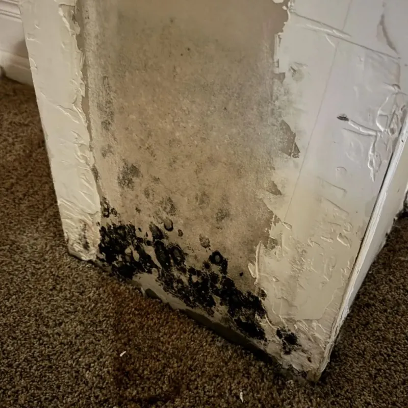 Professional Mold Removal in Kemah, TX